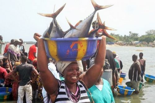 Cameroun : 93 000 tonnes de poissons produites par le secteur pêche en 10 mois