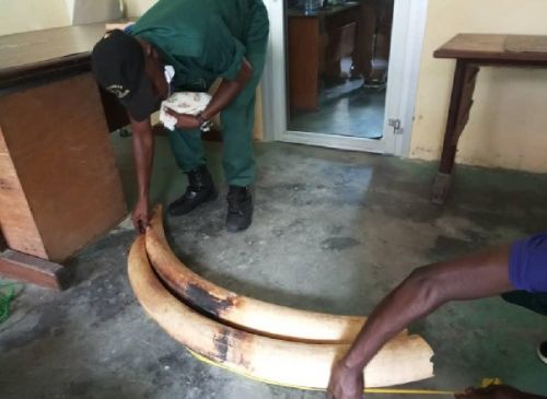 Douala : trois hommes au tribunal pour un trafic d’ivoire