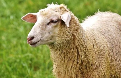 Non, la Fête du mouton n’aura pas lieu le 13 août 2019