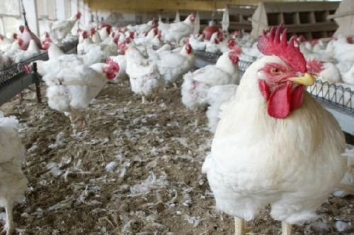 Le Cameroun en alerte contre la grippe aviaire