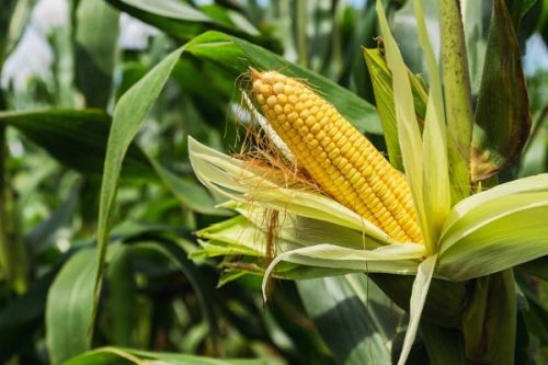 Agriculture : l’Onacc alerte sur des risques de baisse de rendements agricoles en raison de la hausse des températures