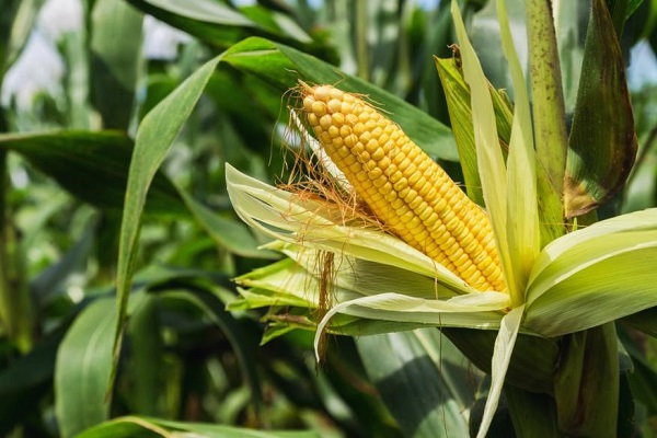 agriculture-l-onacc-alerte-sur-des-risques-de-baisse-de-rendements-agricoles-en-raison-de-la-hausse-des-temperatures