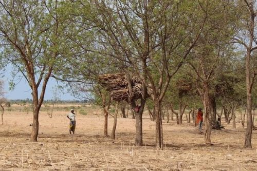 Opération Sahel-Vert : 32 000 hectares de terre reboisés à l’Extrême-Nord