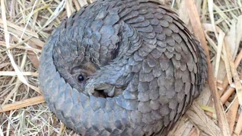 It is apparently forbidden to sell or buy pangolin meat