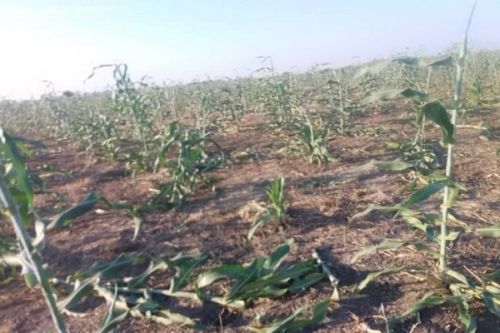 Elephants Raid Fields in Moulvoudaye, Devastating Sorghum Crops and Leaving Villagers Angry