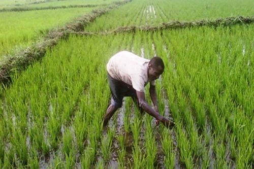 Production de riz : le Cameroun veut résorber son déficit en semences avec le projet de ferme pilote d’Avengan