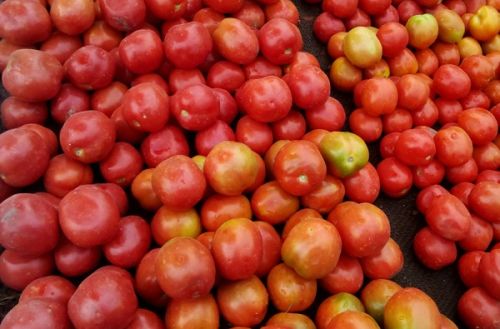 Marché : comprendre l’effet positif du coronavirus sur les prix de la tomate