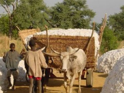 Cotton production: Cameroon close to hitting its target of 400,000 tons by 2022