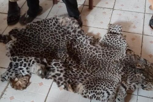 A protected animal skins’ trafficking network busted in Melong