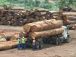 Le Cameroun et les autres pays de la Comifac s’engagent contre l’exportation du bois illégal