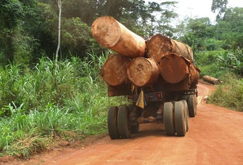 Exploitation forestière illégale : plus de 6000 m 3 de grumes saisis en 18 mois dans le Littoral