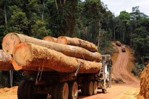 Exploitation illégale de bois : le Minfof déterminé à combattre le phénomène, après le meurtre d’un garde forestier